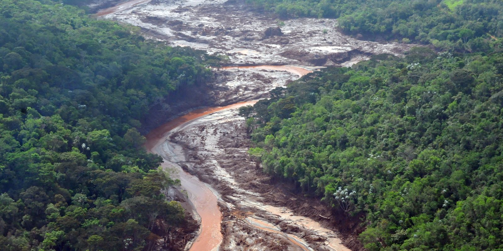 Dia da Árvore: MST começa a plantar 2 mil hectares no Vale do Rio Doce