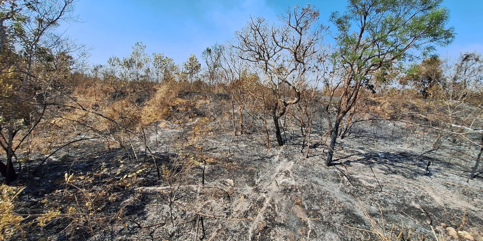 Voluntários vão ajudar na recuperação da Floresta Nacional de Brasília