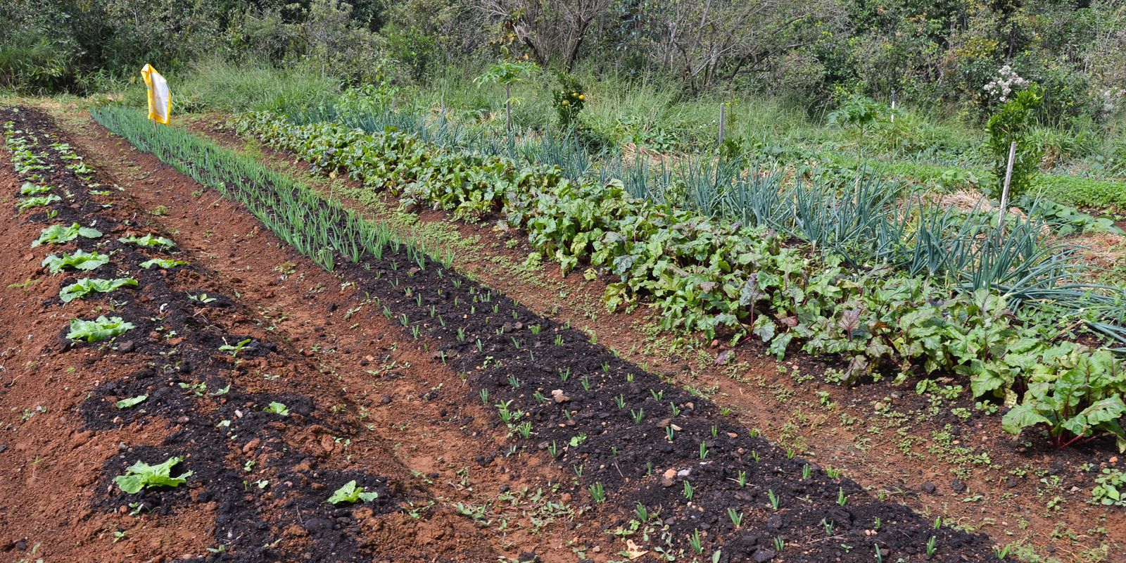 COP 16 da Biodiversidade discute alimentação sustentável