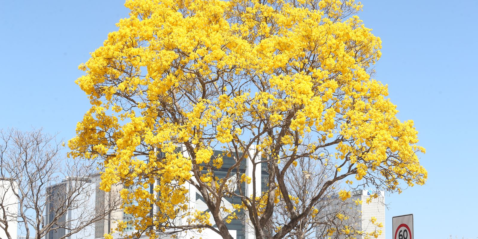 Vegetação urbana cresceu 5% ao ano nas últimas quatro décadas