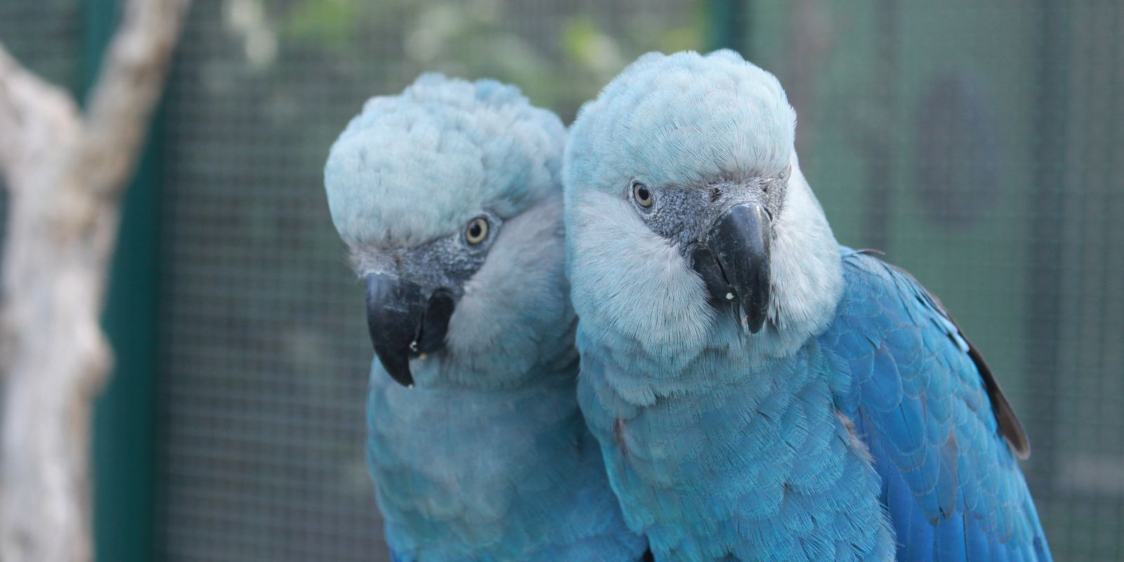 Zoológico de São Paulo abre novo espaço dedicado às ararinhas-azuis