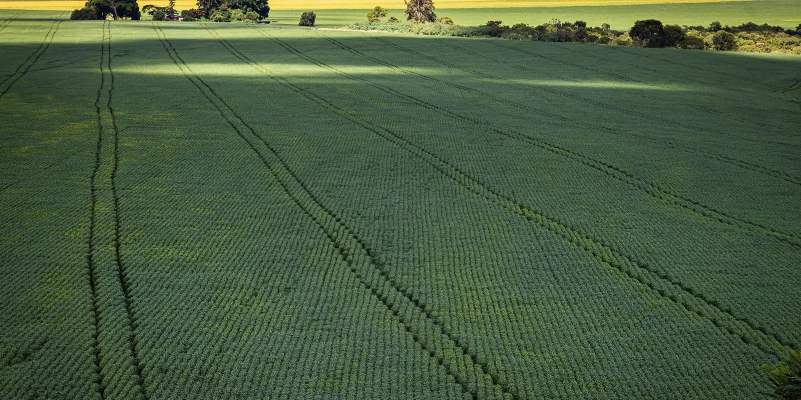 Em menos de quatro décadas, área destinada à soja cresce nove vezes