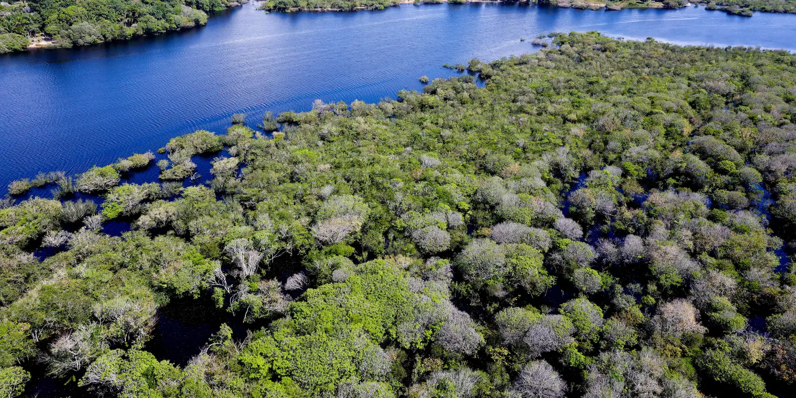 Restaura Amazônia vai financiar projetos para restaurar a floresta