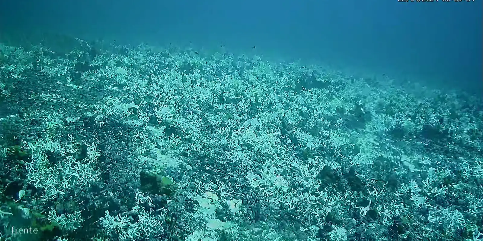 Costa dos Corais entre AL e PE está virando cemitério submerso