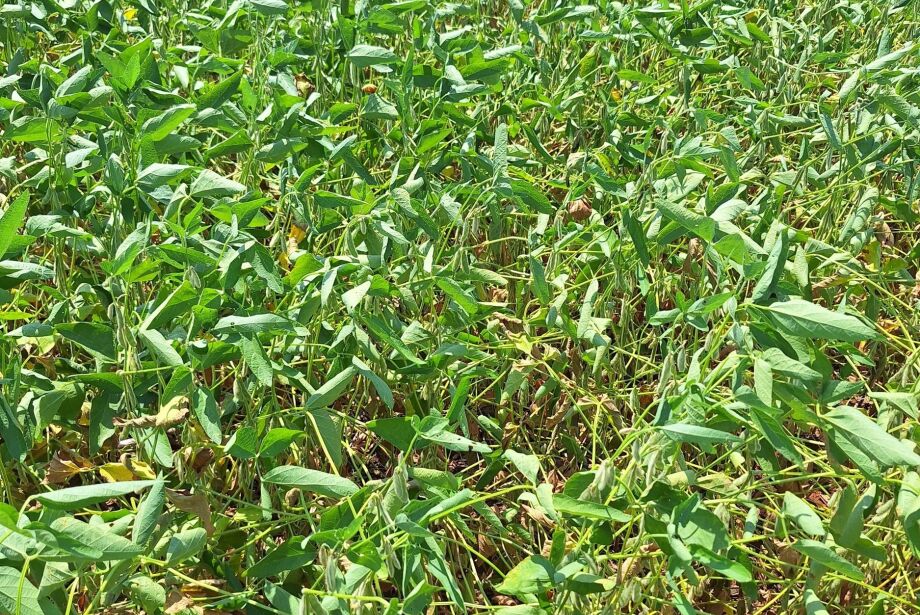 Estiagem causou perdas de R$ 10,4 bilhões para agricultura de MS em 2024