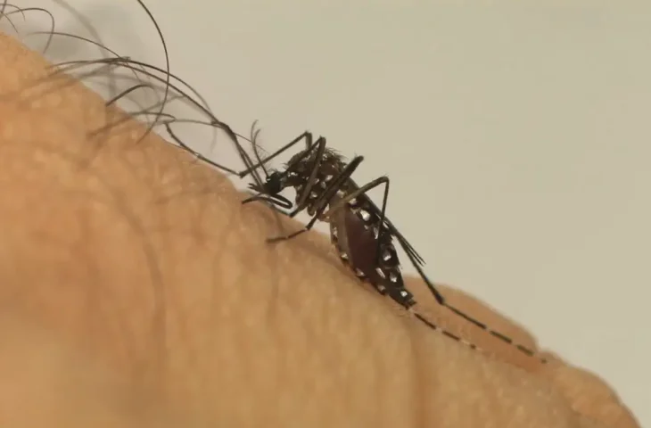 MS registra 323 novos casos e duas mortes por dengue em 6 dias