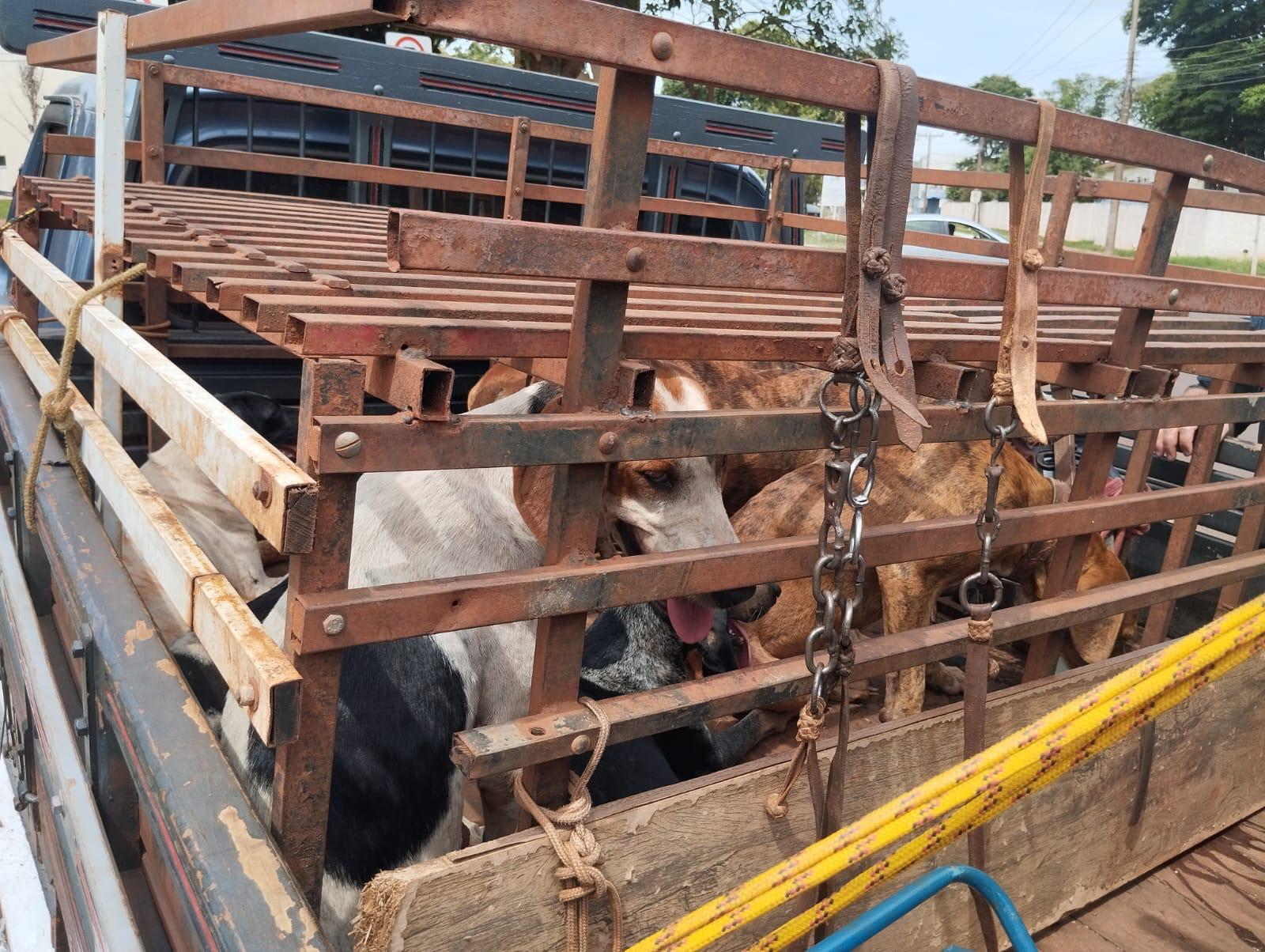 Homem é multado em R$ 4 mil por maus-tratos a animais e porte ilegal de arma em MS