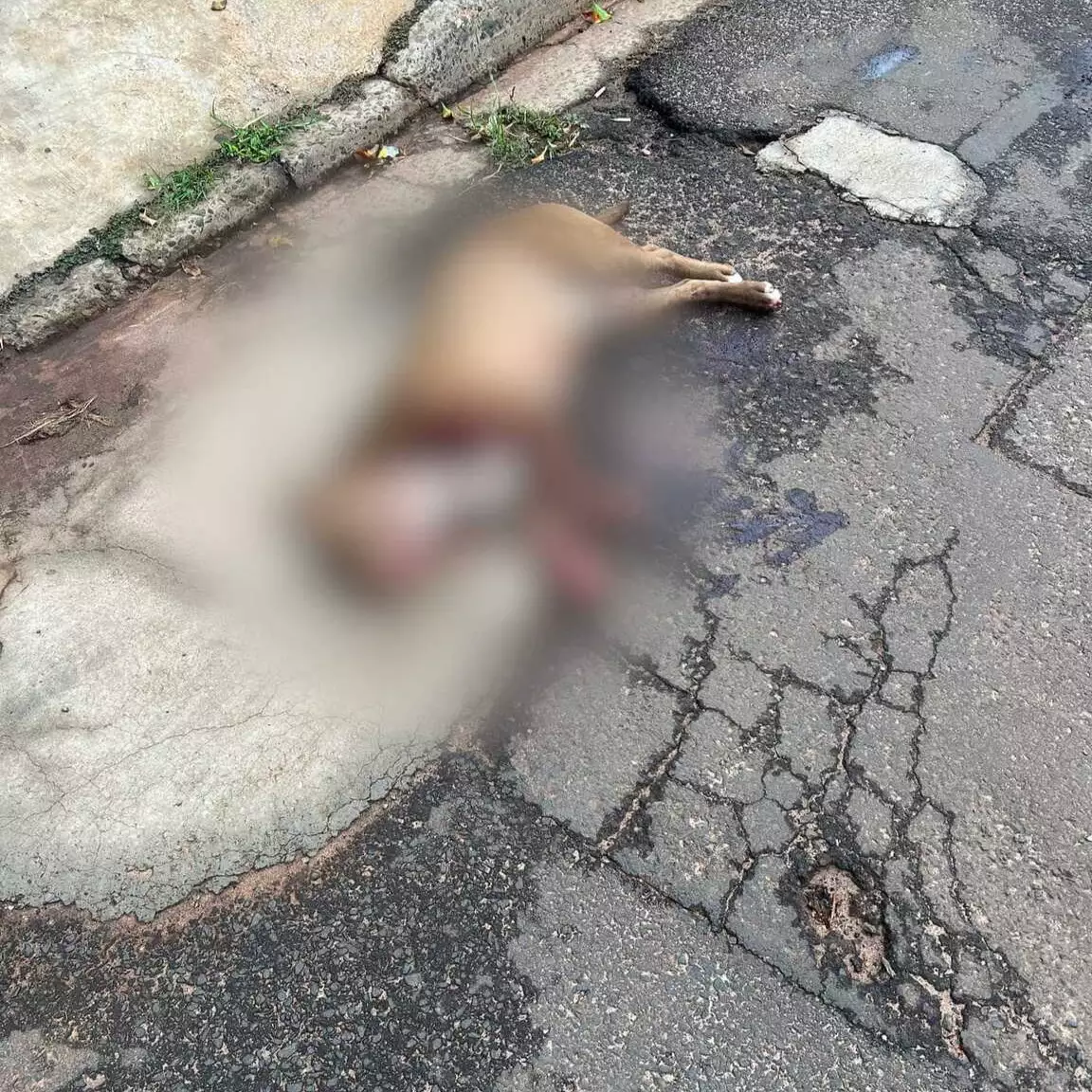 Policial atira e mata pitbull para salvar homem atacado na rua