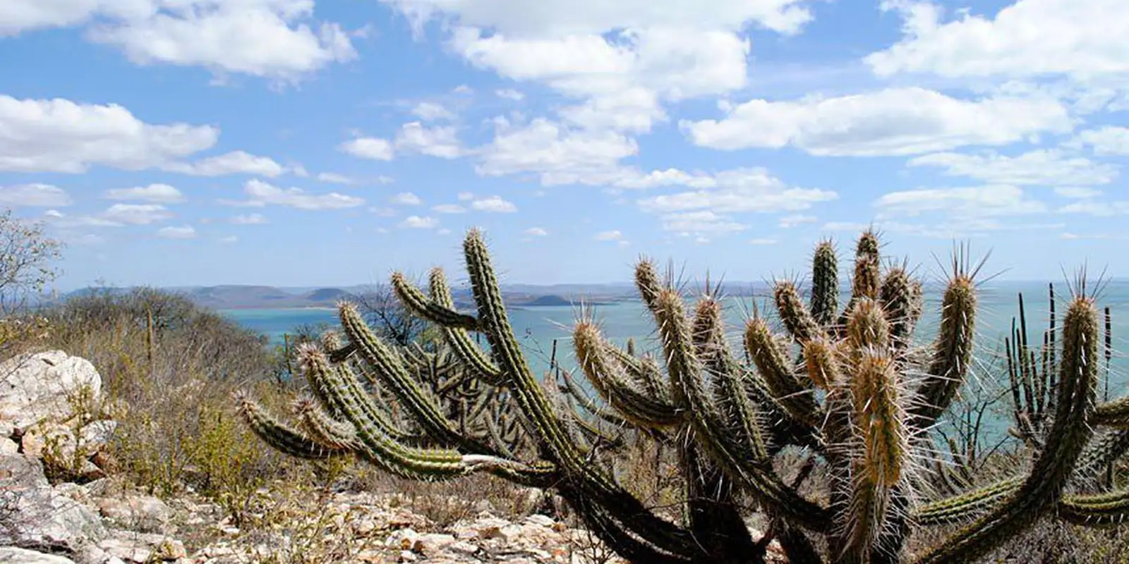 Aumentam as usinas de energia solar nas áreas de Caatinga