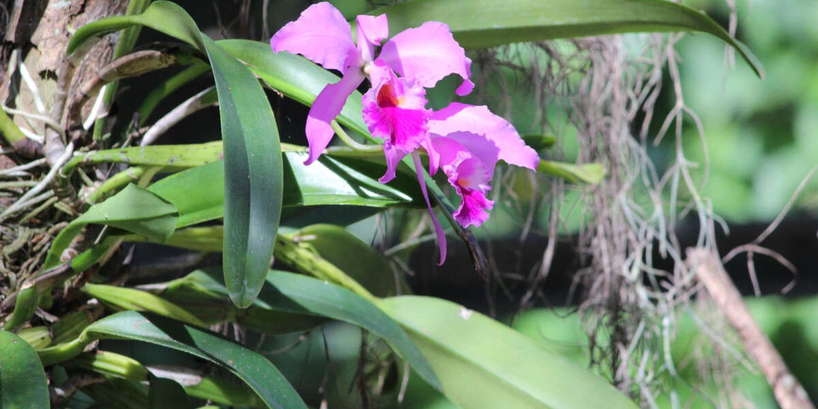 Orquídea “Rainha do Sertão” é reconhecida como símbolo do Ceará