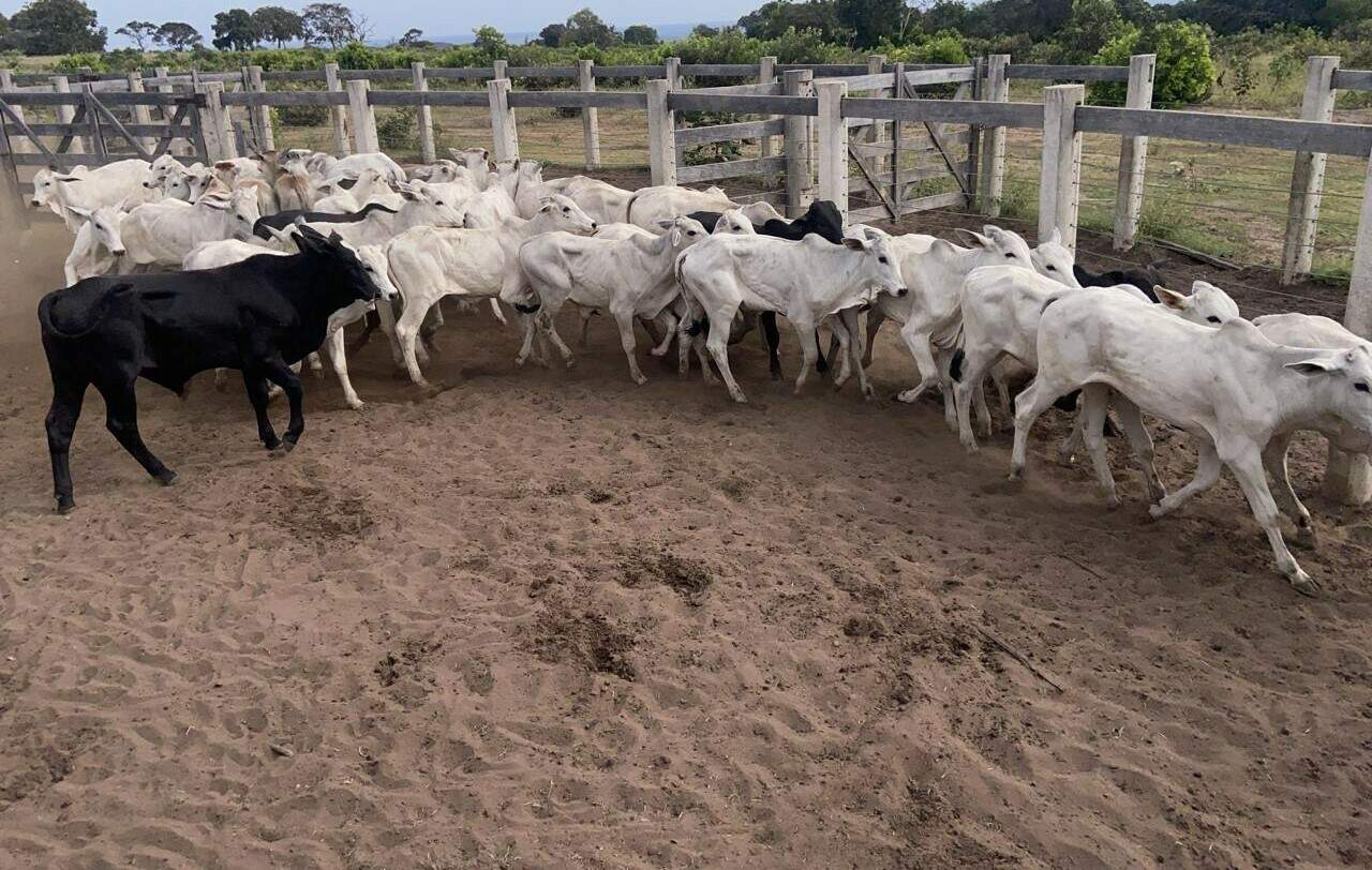 Capataz furta 42 bezerros, tenta jogar culpa em onça, mas é preso