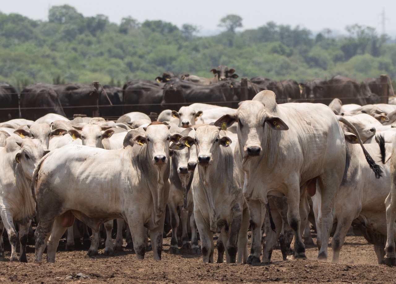 Iagro alerta produtores: prazo para Declaração de Rebanho termina em 2 de junho