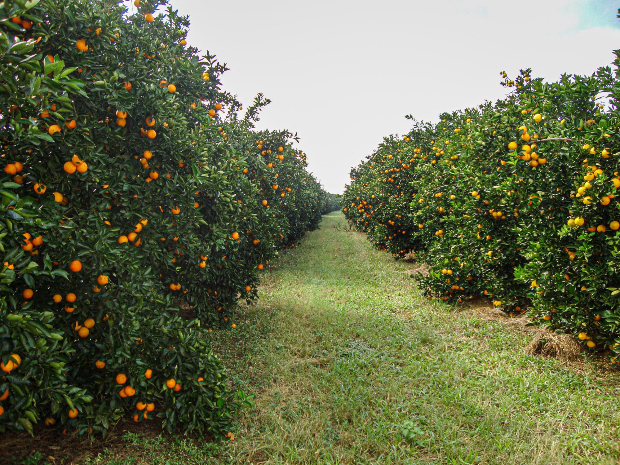 Citricultura avança e MS caminha para 30 mil hectares de laranjais