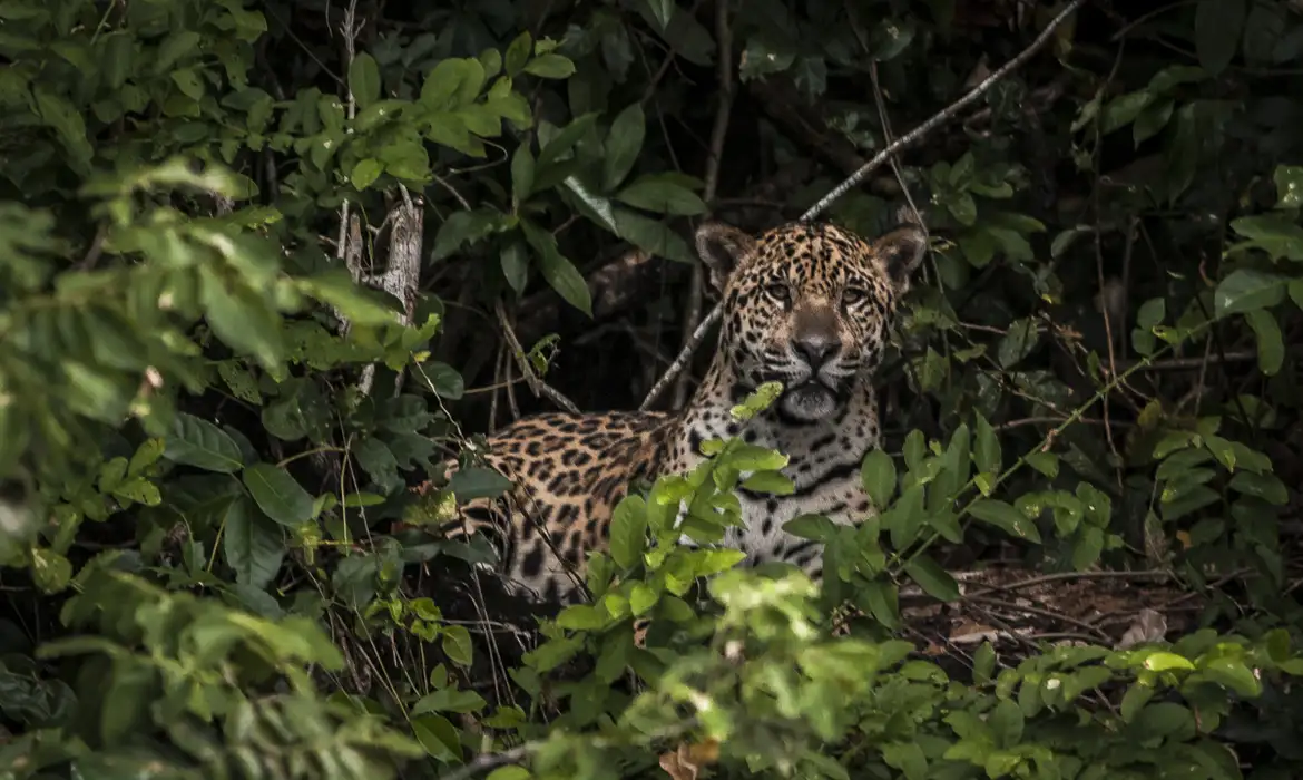 Presença de onça faz comunidade evitar circulação de crianças e recolher animais domésticos