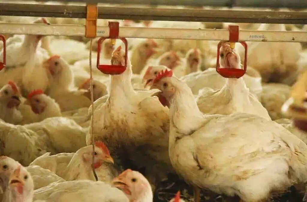 Sete países voltam a importar frango com fim de surto da gripe aviária