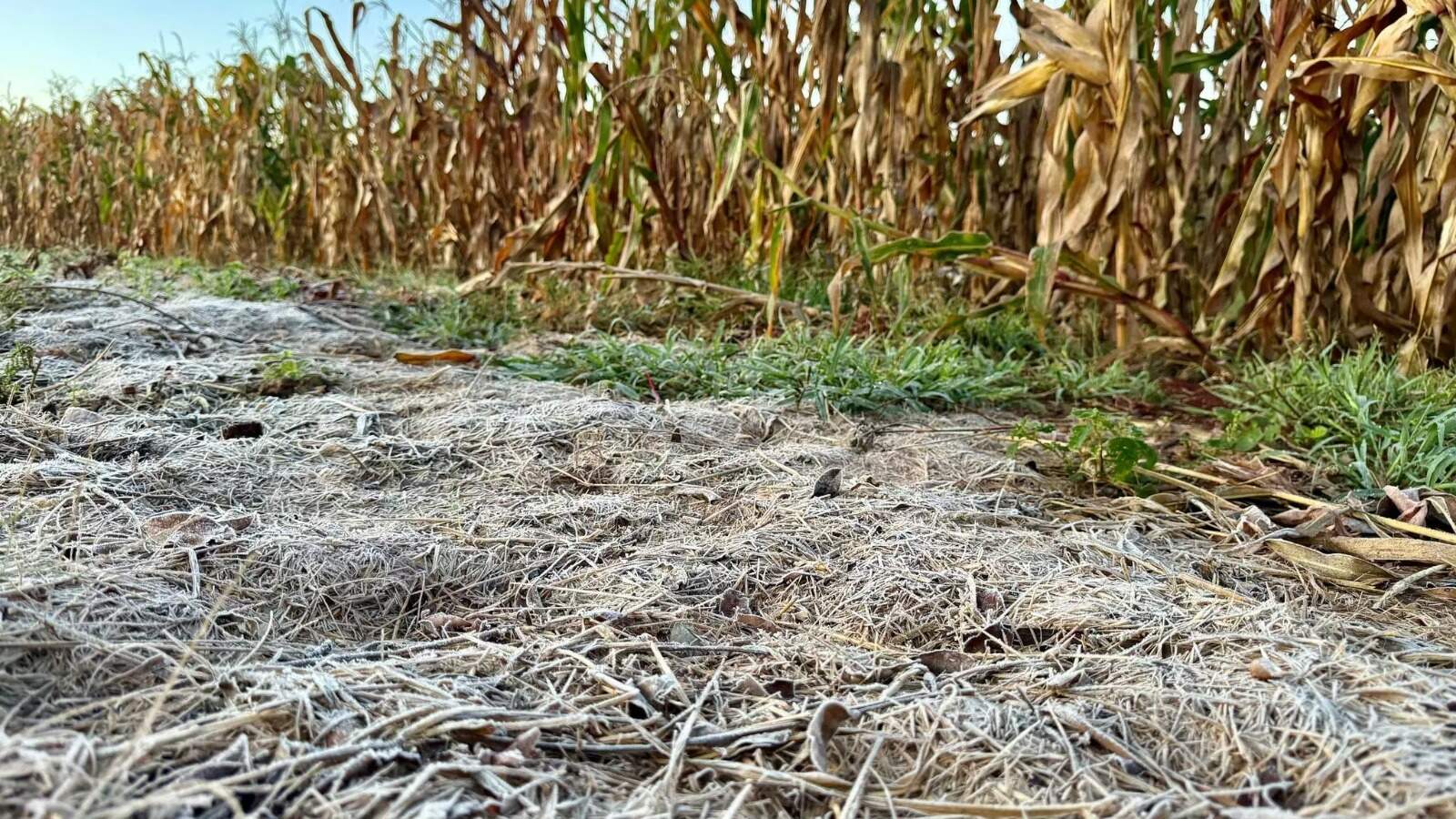Em um mês, Estado registrou temperaturas entre 1ºC e 36ºC