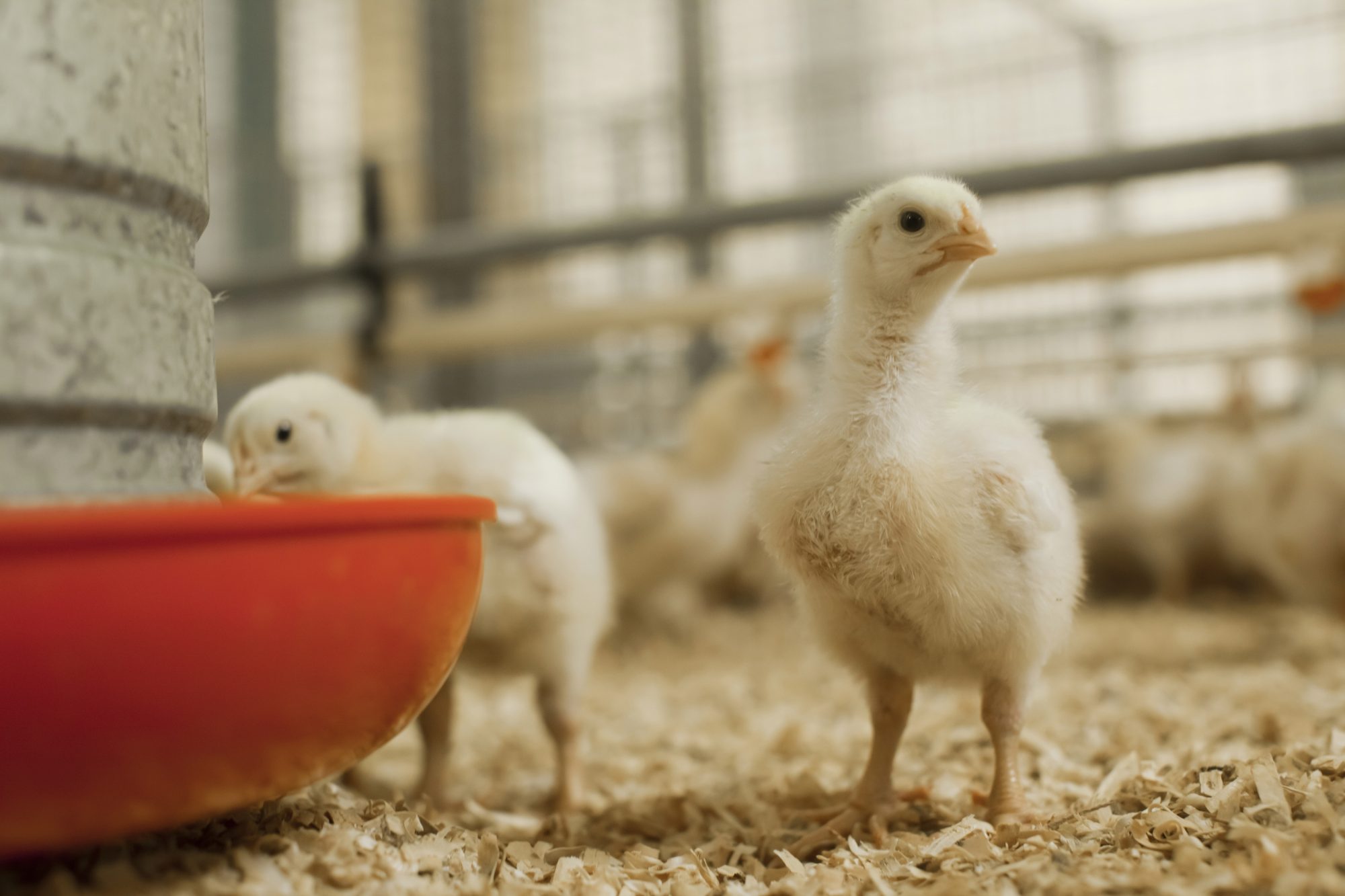 Japão assume posto de ‘comprador n° 1’ da carne de frango de MS