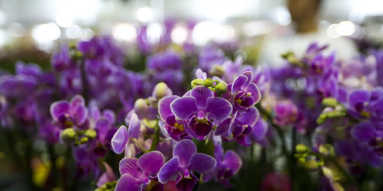 Primavera começa hoje (22), com a chegada de frente fria