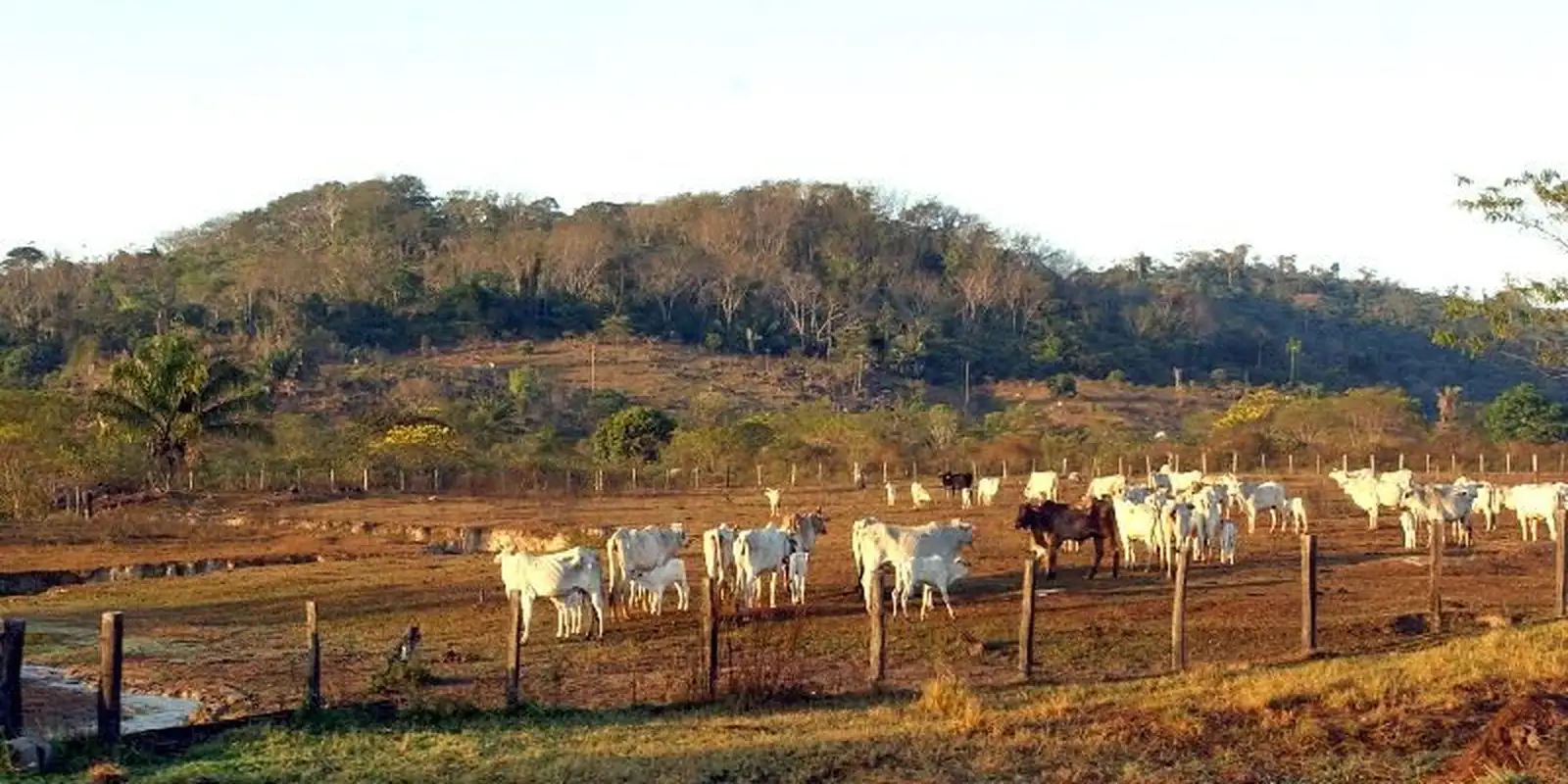 Pecuária é principal causa de desmatamento na Amazônia, aponta estudo