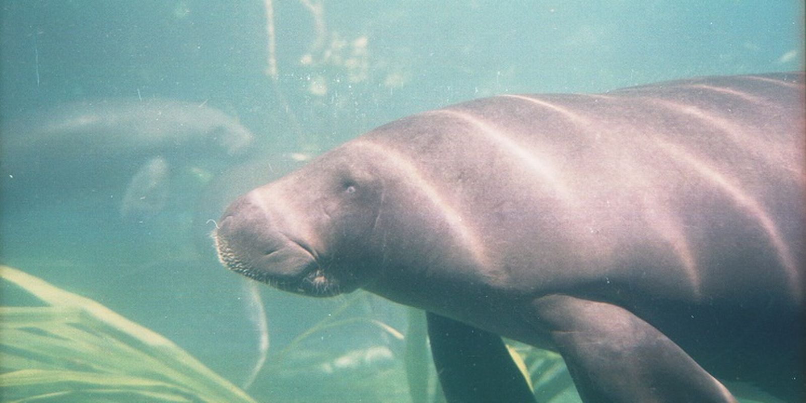 Peixe-boi é reconhecido como patrimônio cultural natural do Pará