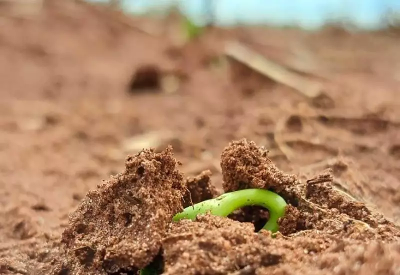 Plantio da soja avança para 92% em MS e boletim aponta risco climático
