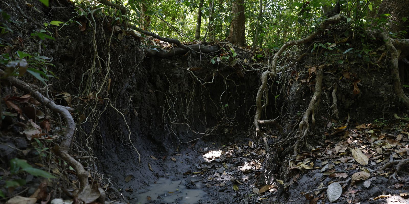 Brasil tem mais de 37 bilhões de toneladas de carbono orgânico no solo