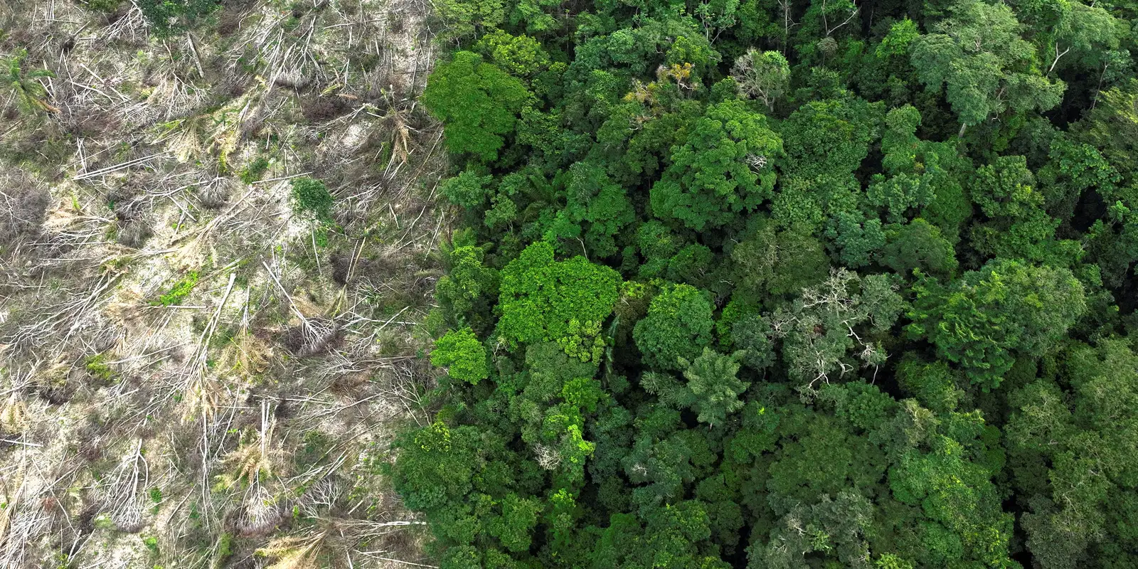 Desmatamento na Amazônia registra a menor taxa em 11 anos