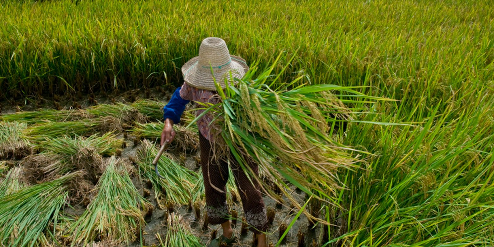 Promulgado protocolo da OIT contra trabalho forçado