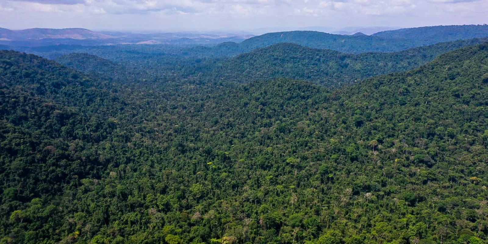 Desmatamento no Amazonas caiu 32% entre agosto e fevereiro deste ano